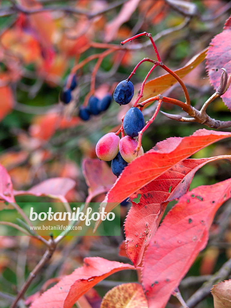 430201 - Nannyberry (Viburnum lentago)