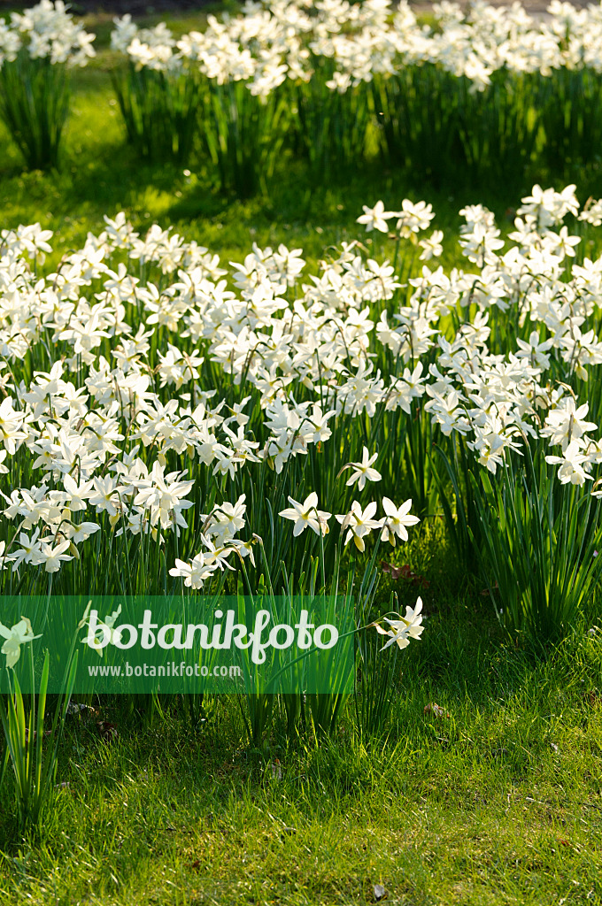 483309 - Narcisse (Narcissus triandrus 'Thalia')