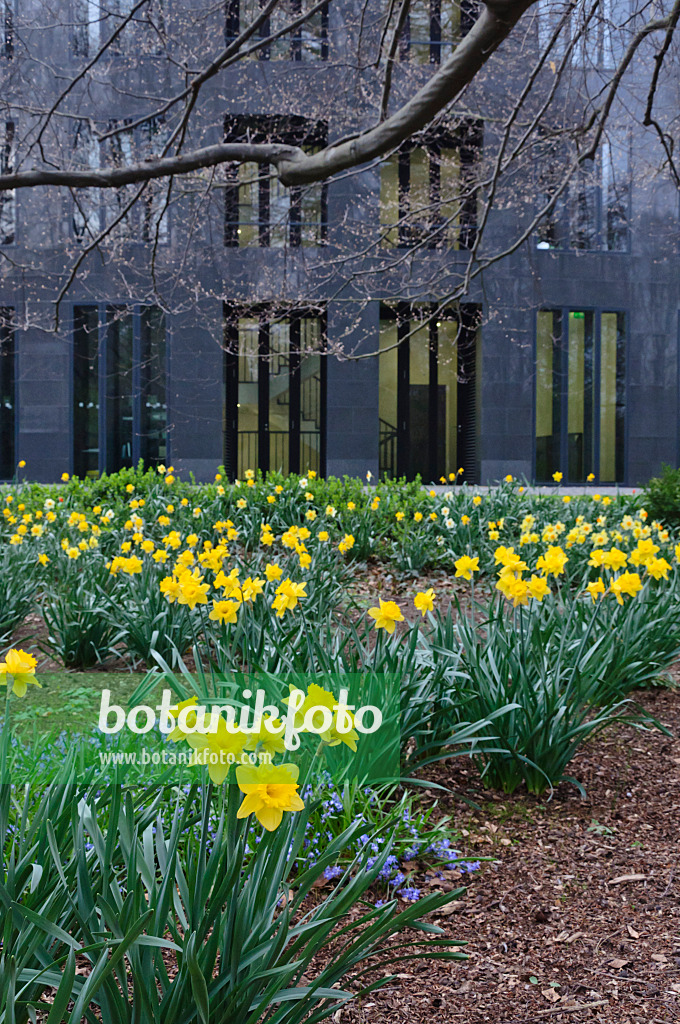 471093 - Narcisses jaunes (Narcissus pseudonarcissus) devant l'administration de la présidence fédérale, Berlin, Allemagne