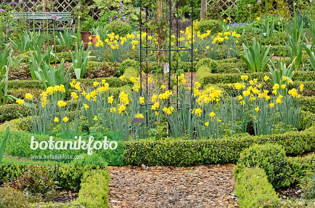 520140 - Narcisses (Narcissus) et buis (Buxus) dans une roseraie