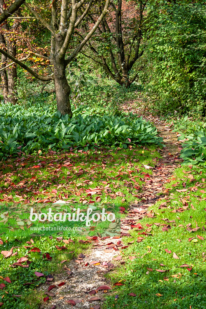 453062 - Narrow footpath in an autumnal park in the sunshine