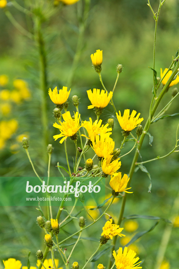 511108 - Narrowleaf hawkweed (Hieracium umbellatum)