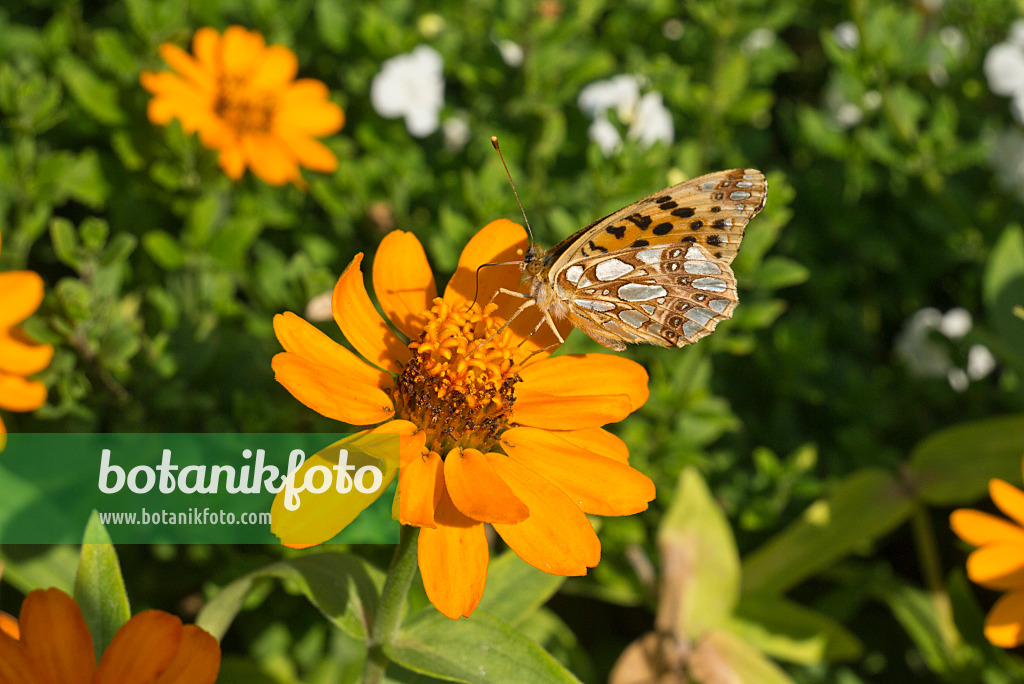 609010 - Narrowleaf zinnia (Zinnia angustifolia) and Queen of Spain fritillary (Issoria lathonia)