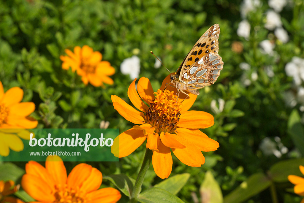 609011 - Narrowleaf zinnia (Zinnia angustifolia) and Queen of Spain fritillary (Issoria lathonia)