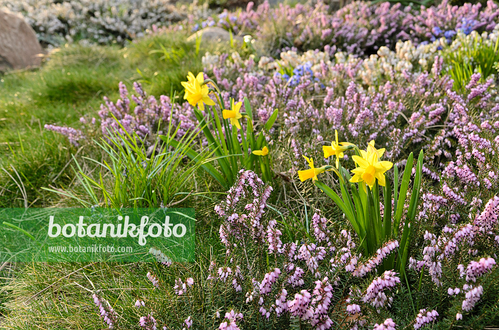 495019 - Narzissen (Narcissus) und Winterheide (Erica carnea syn. Erica herbacea)
