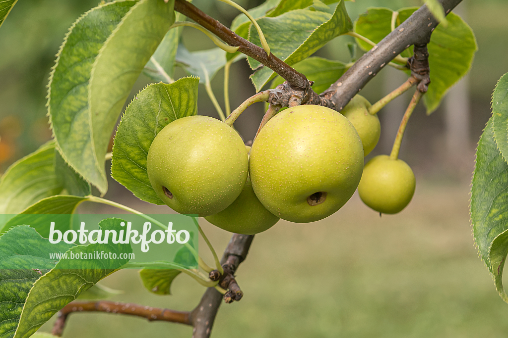 664361 - Nashi pear (Pyrus pyrifolia 'Shinseiki')
