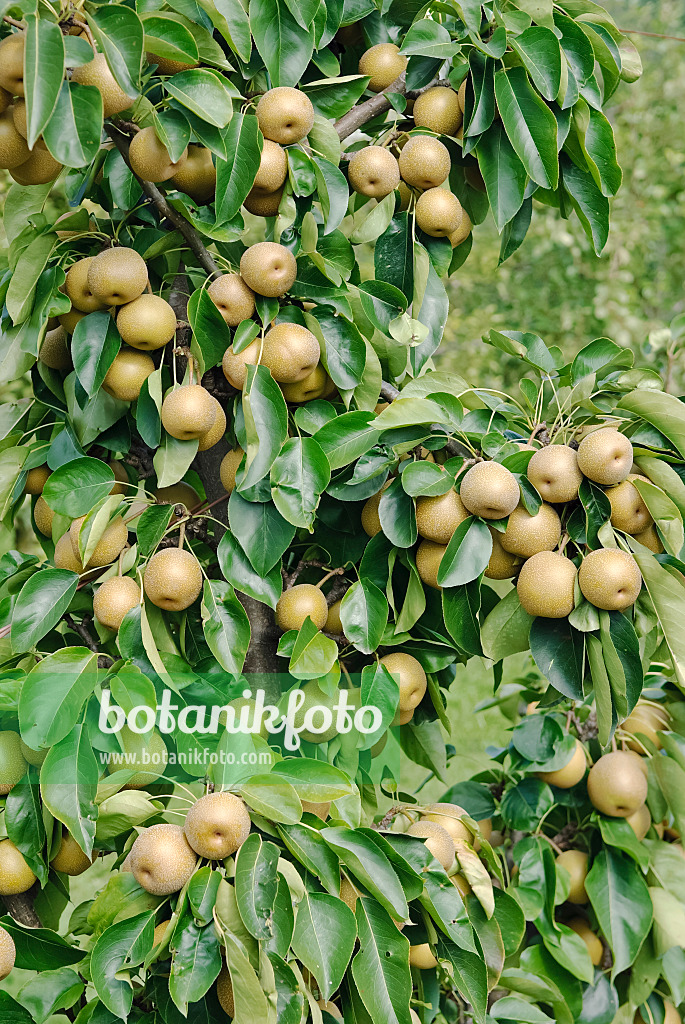 490116 - Nashi (Pyrus pyrifolia 'He Tu Pear')
