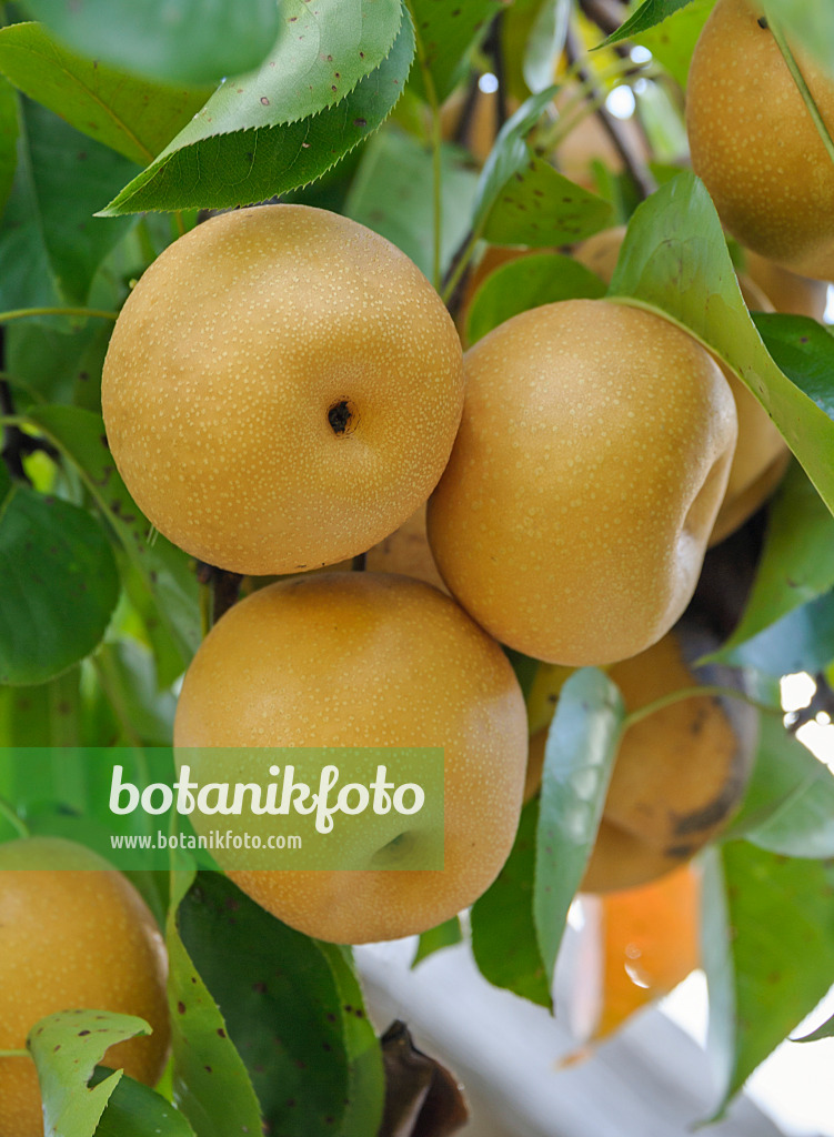 517368 - Nashi (Pyrus pyrifolia 'Hosui')