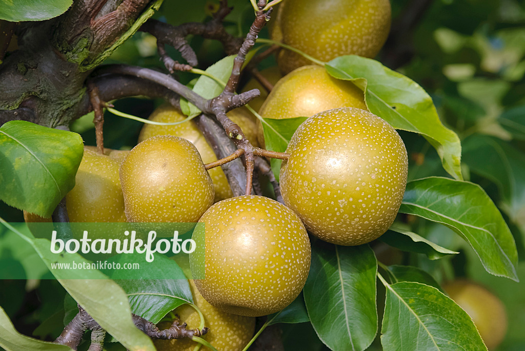 490123 - Nashi (Pyrus pyrifolia 'Syn Wy Tu Pear')