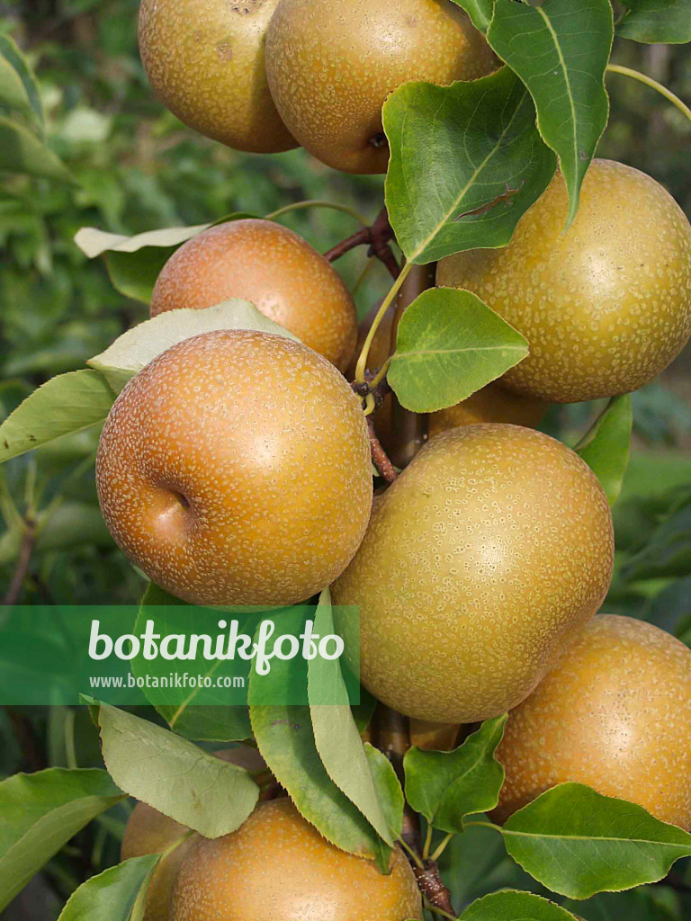 517370 - Nashi (Pyrus pyrifolia 'Syn Wy Tu Pear')