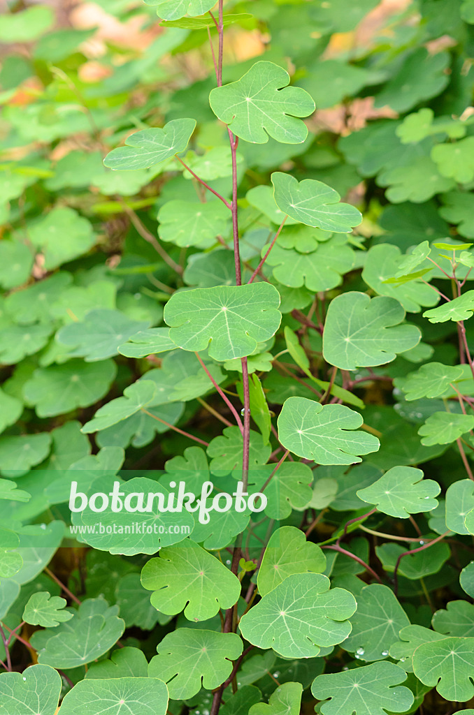 525402 - Nasturtium (Tropaeolum tuberosum)