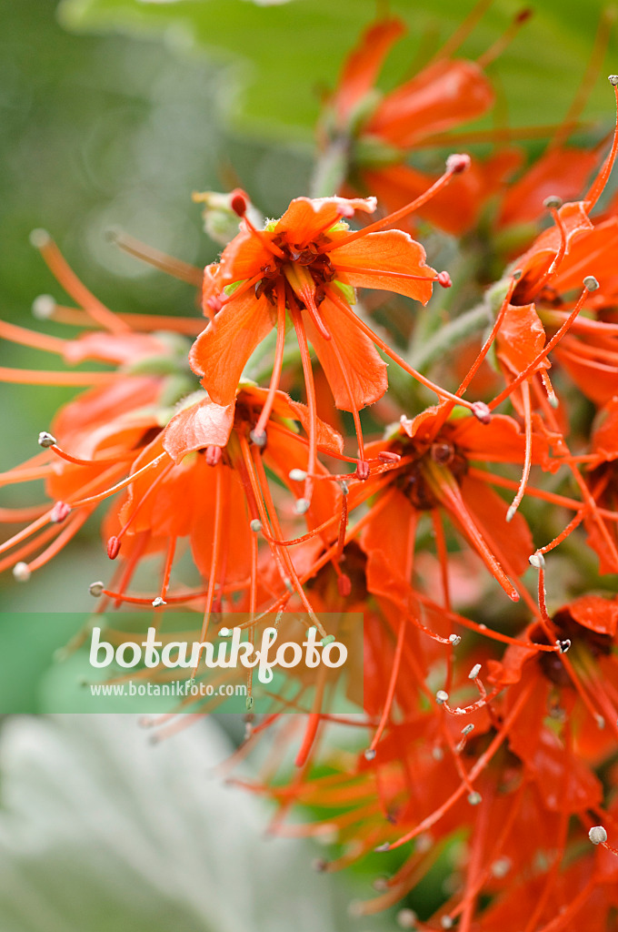 472105 - Natal bottlebrush (Greyia sutherlandii)