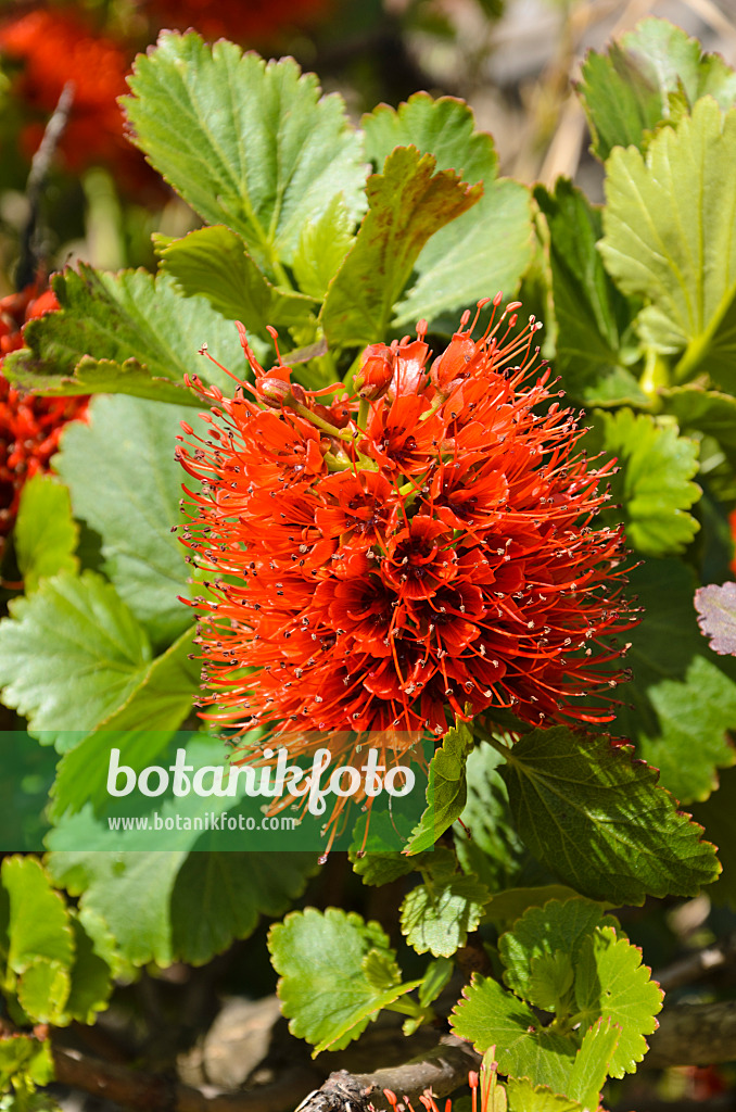 508457 - Natal bottlebrush (Greyia sutherlandii)