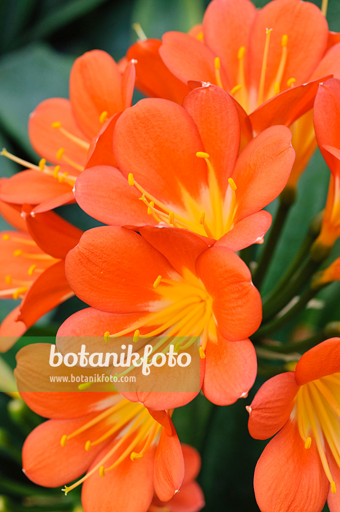 471088 - Natal lily (Clivia miniata)