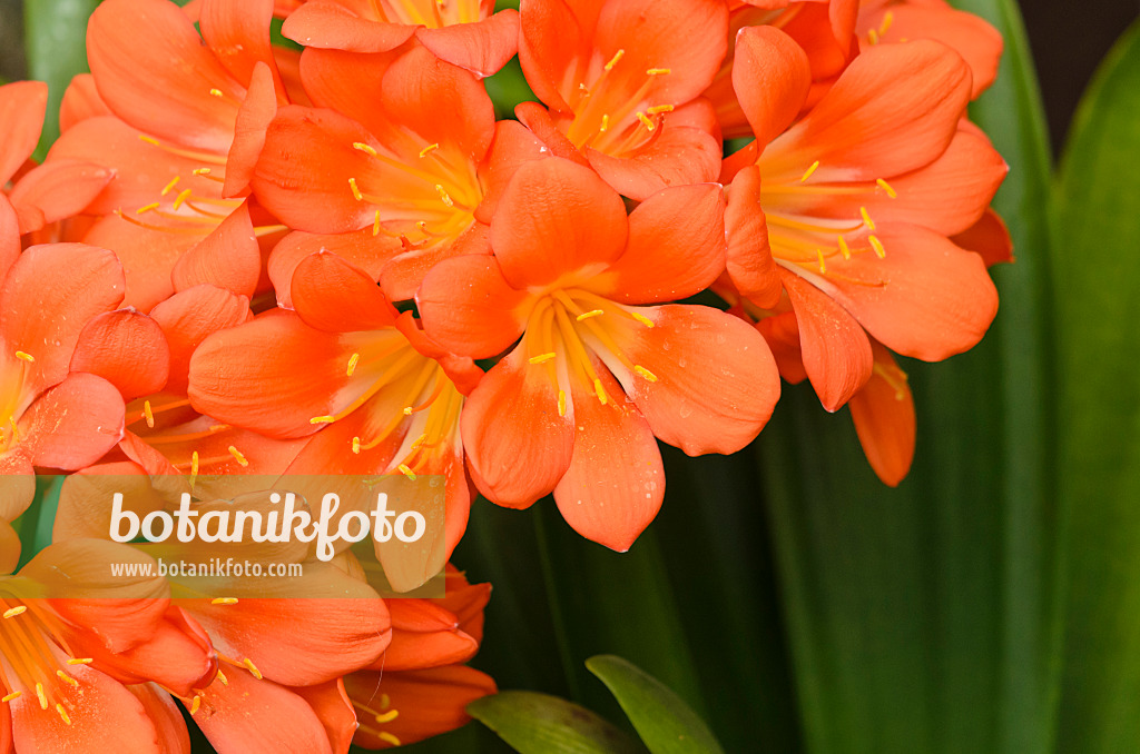 531153 - Natal lily (Clivia miniata)