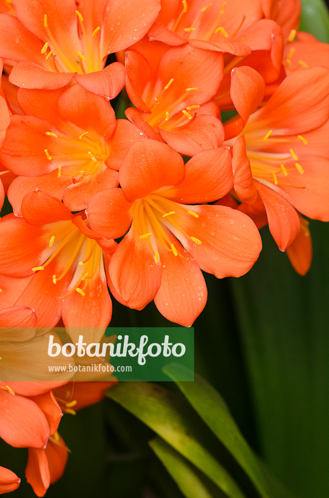 531154 - Natal lily (Clivia miniata)