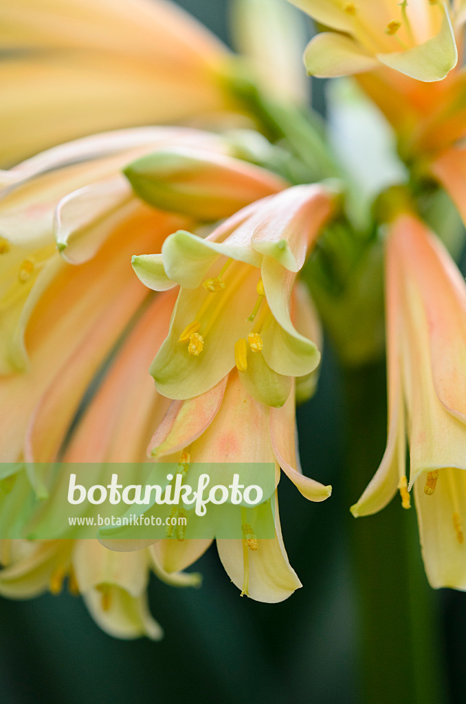 529077 - Natal lily (Clivia x cyrtanthiflora)