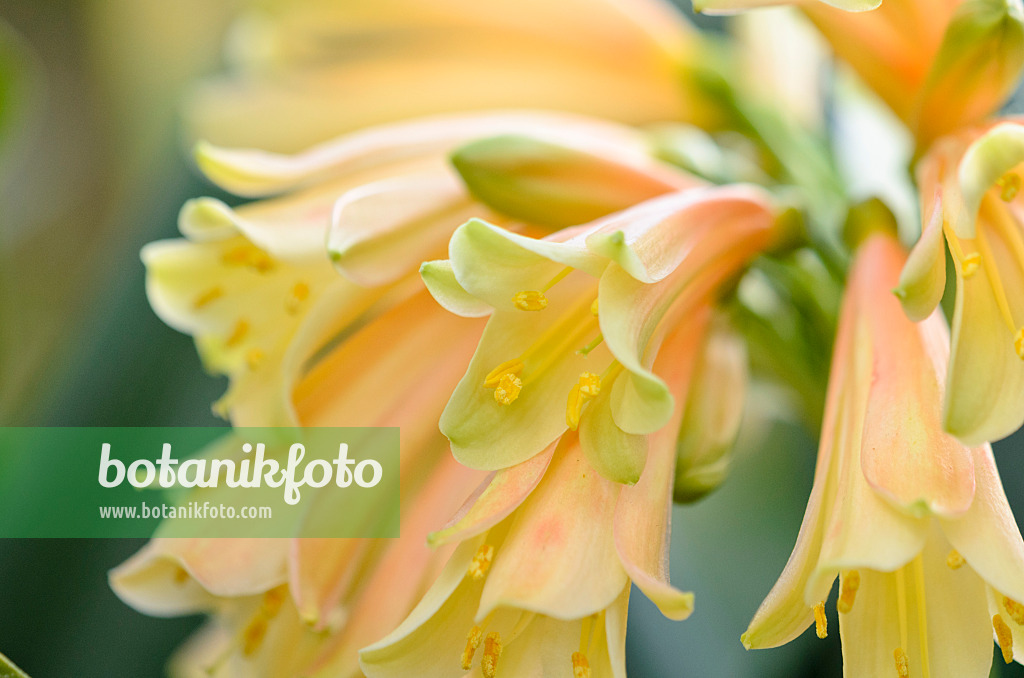 529078 - Natal lily (Clivia x cyrtanthiflora)