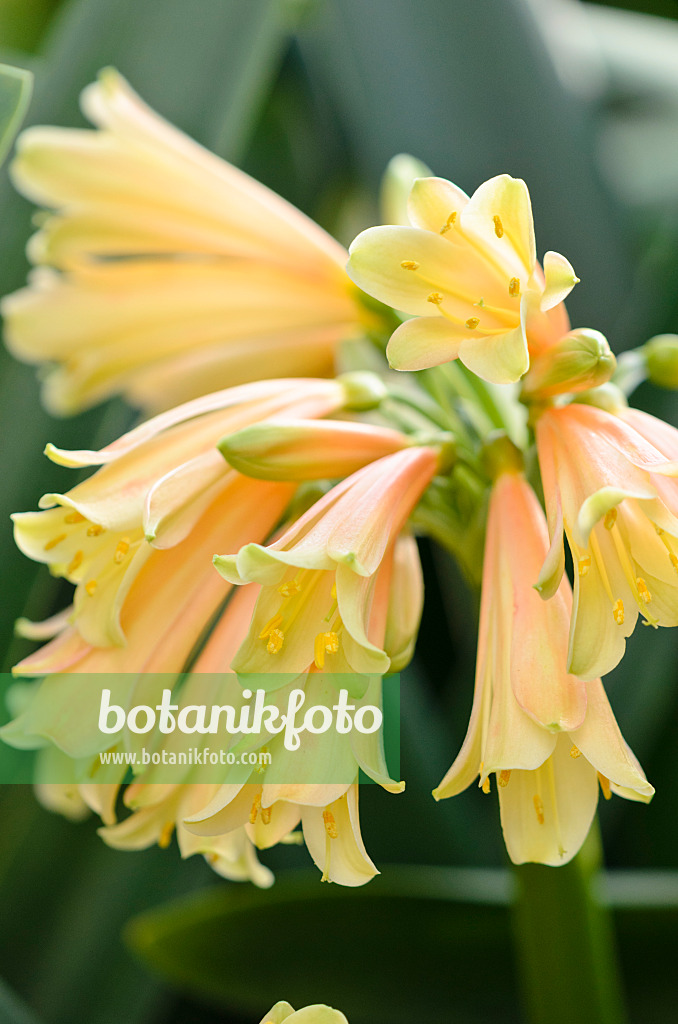 529079 - Natal lily (Clivia x cyrtanthiflora)