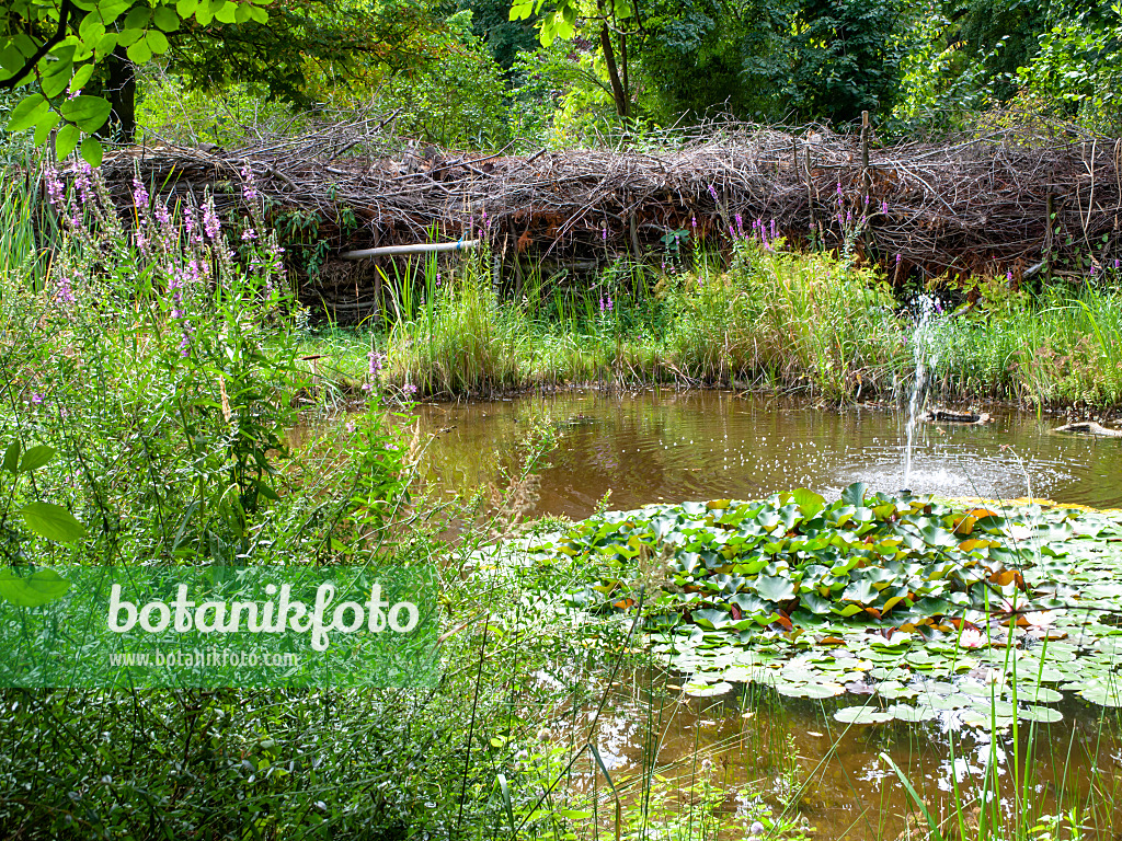 463048 - Natural garden pond with Benjes hedge