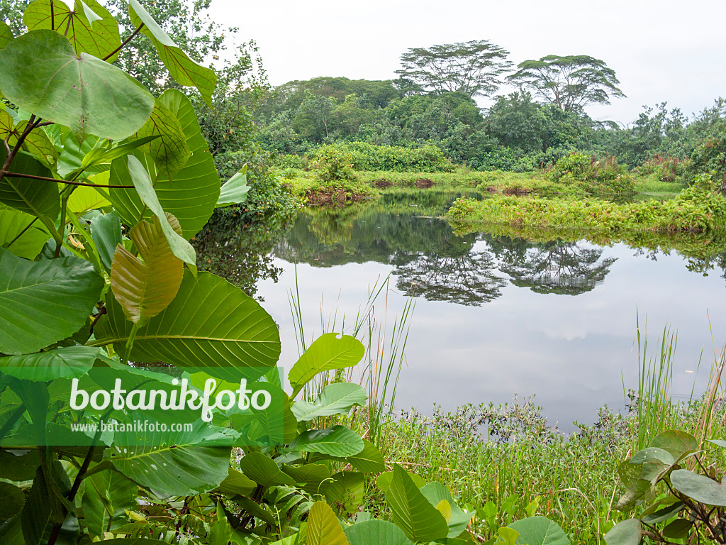 411110 - Naturpark Sungei Buloh, Singapur