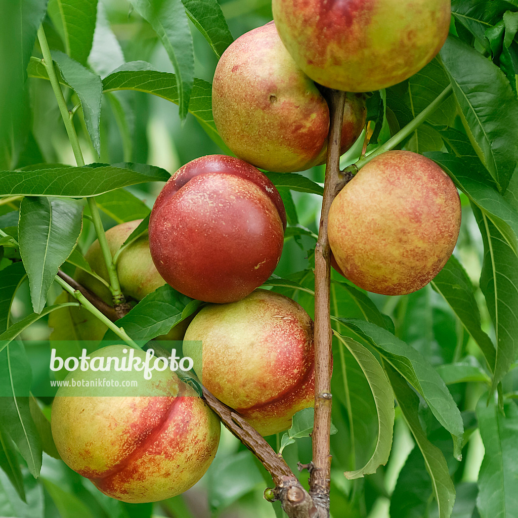 471447 - Nectarine (Prunus persica var. nucipersica 'Nectared 6')