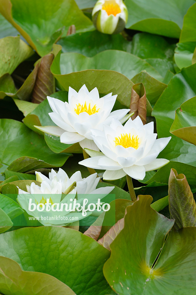 486172 - Nénuphar (Nymphaea)