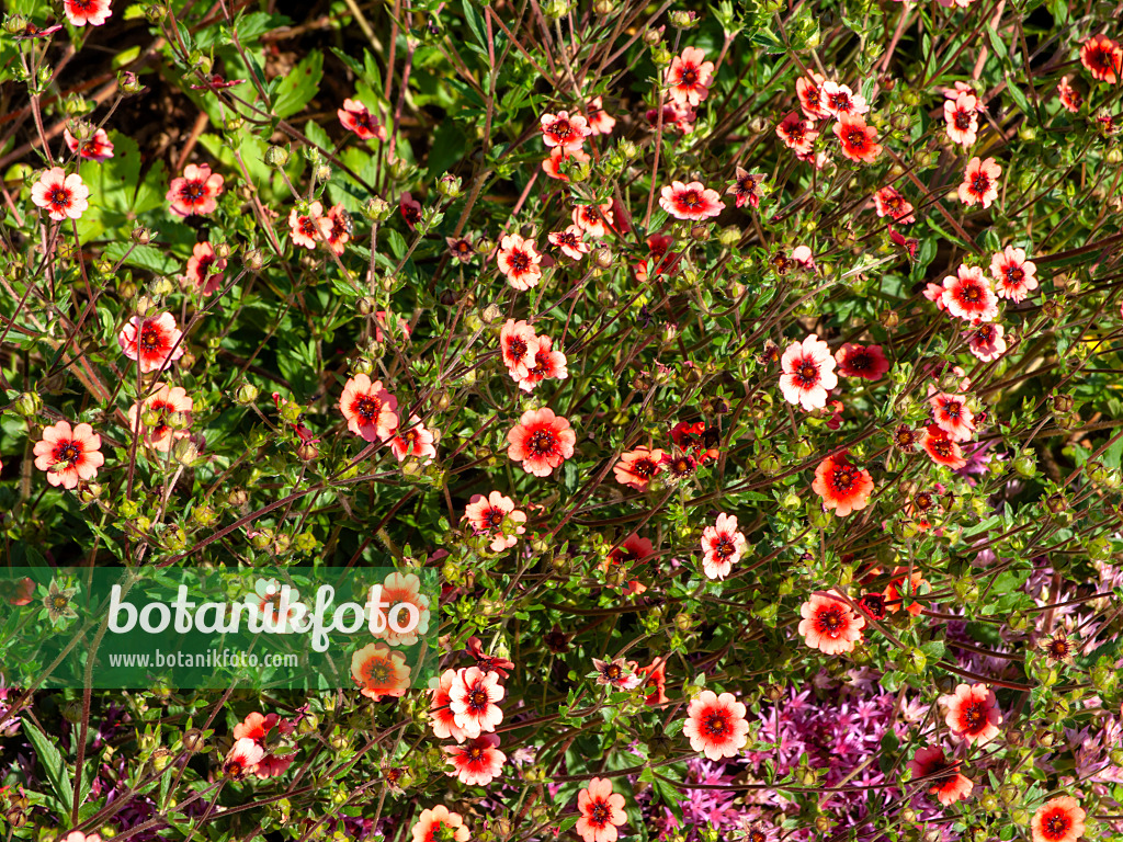 439246 - Nepal cinquefoil (Potentilla nepalensis 'Helen Jane')