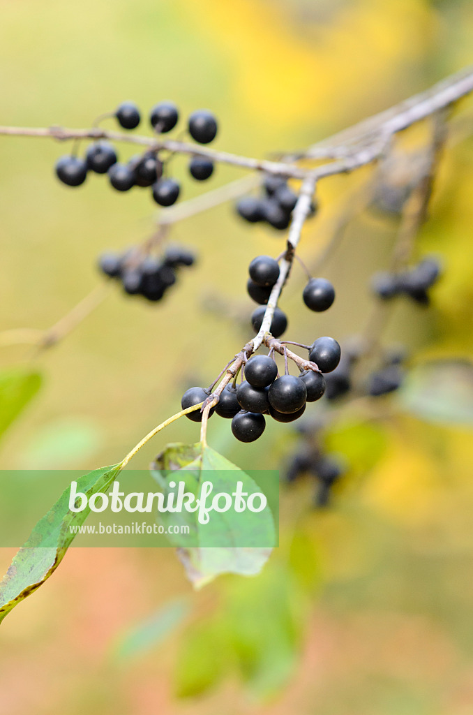 525237 - Nerprun (Rhamnus globosus)