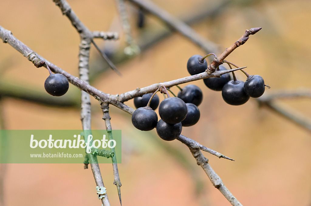 525238 - Nerprun (Rhamnus globosus)