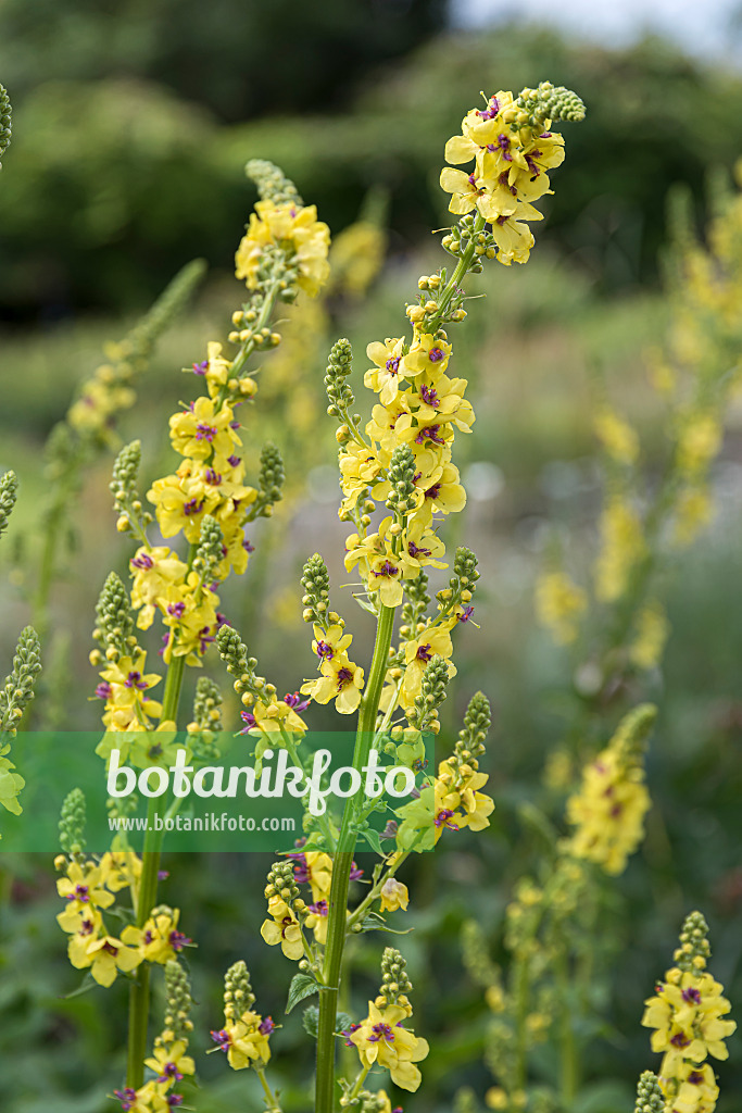 651558 - Nettle-leaved mullein (Verbascum chaixii)