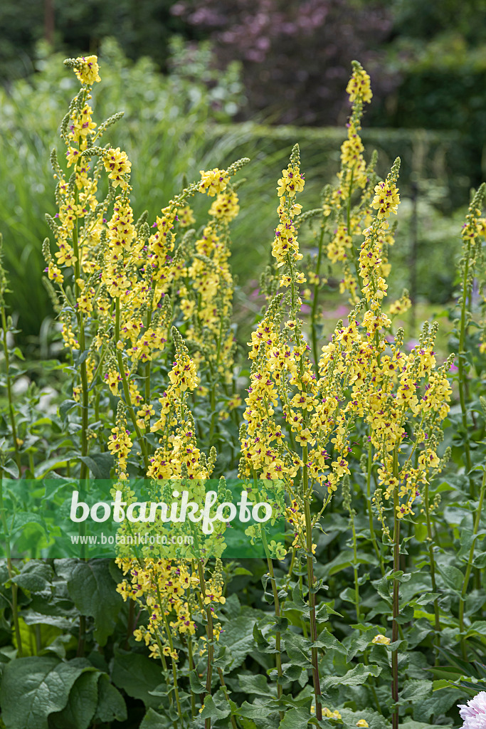 651559 - Nettle-leaved mullein (Verbascum chaixii)