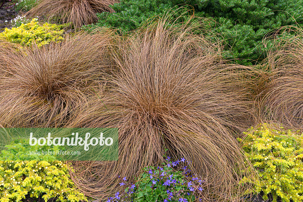651139 - New Zealand sedge (Carex comans 'Bronze Form')