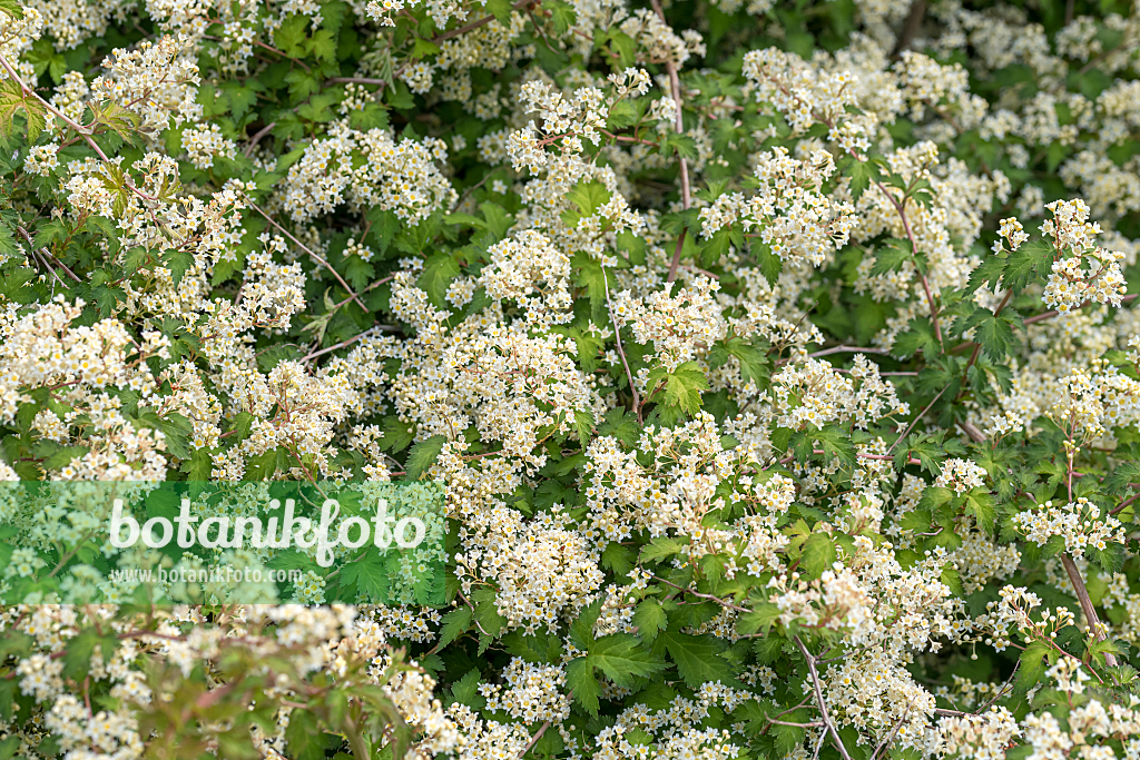 664451 - Niedrige Kranzspiere (Stephanandra incisa 'Crispa')
