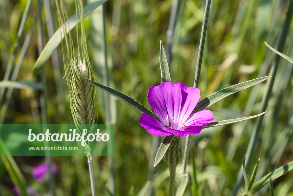 672088 - Nielle des blés (Agrostemma githago) et seigle (Secale cereale)