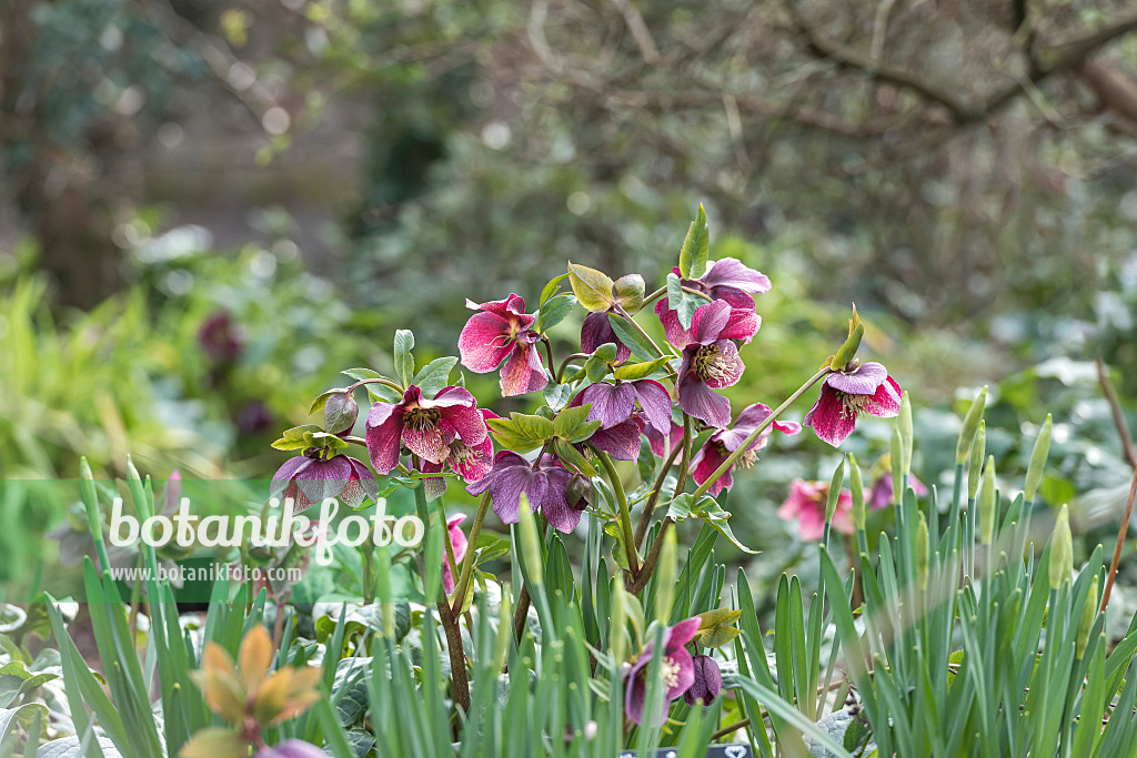 625228 - Nieswurz (Helleborus)
