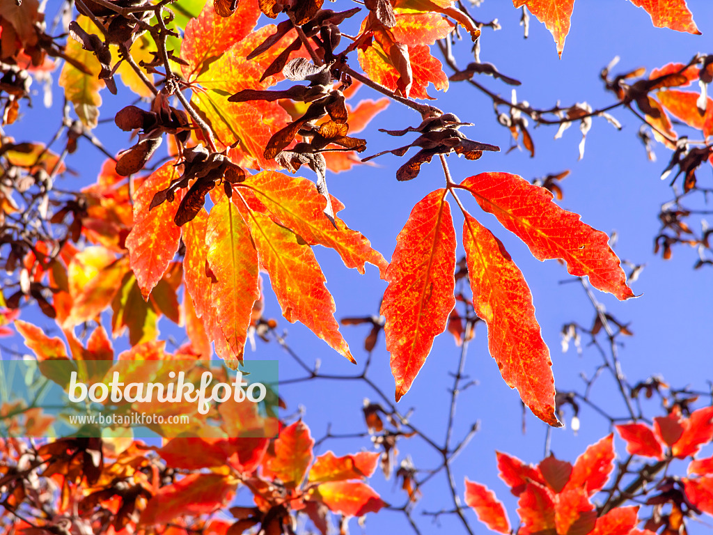 465245 - Nikko maple (Acer maximowiczianum syn. Acer nikoense)