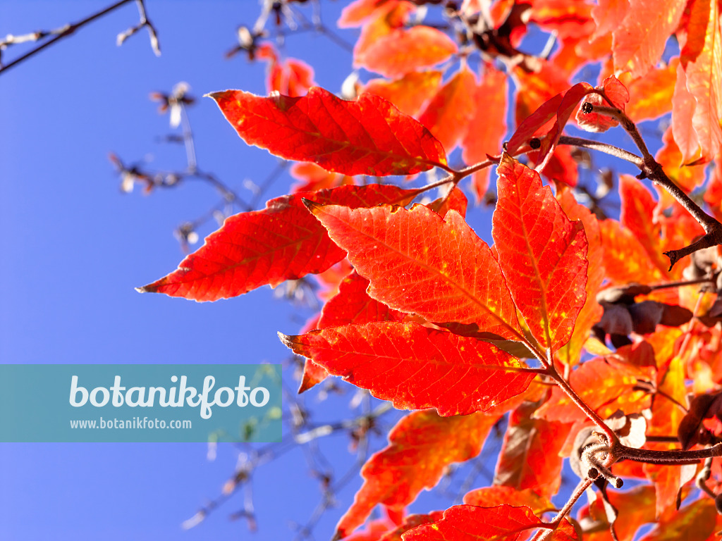 465246 - Nikko maple (Acer maximowiczianum syn. Acer nikoense)