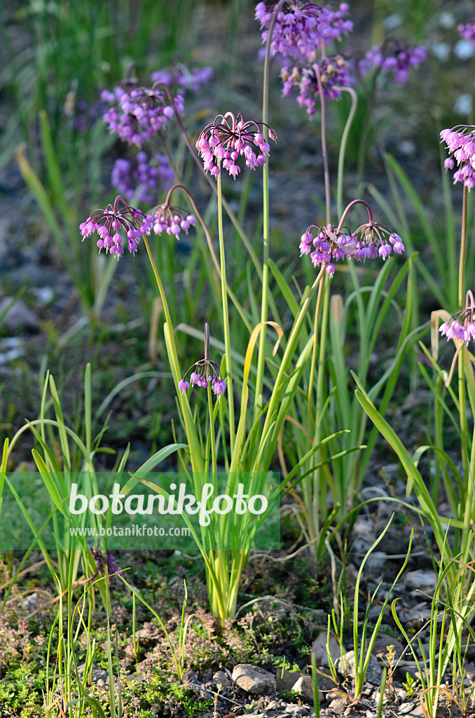 534021 - Nodding onion (Allium cernuum)