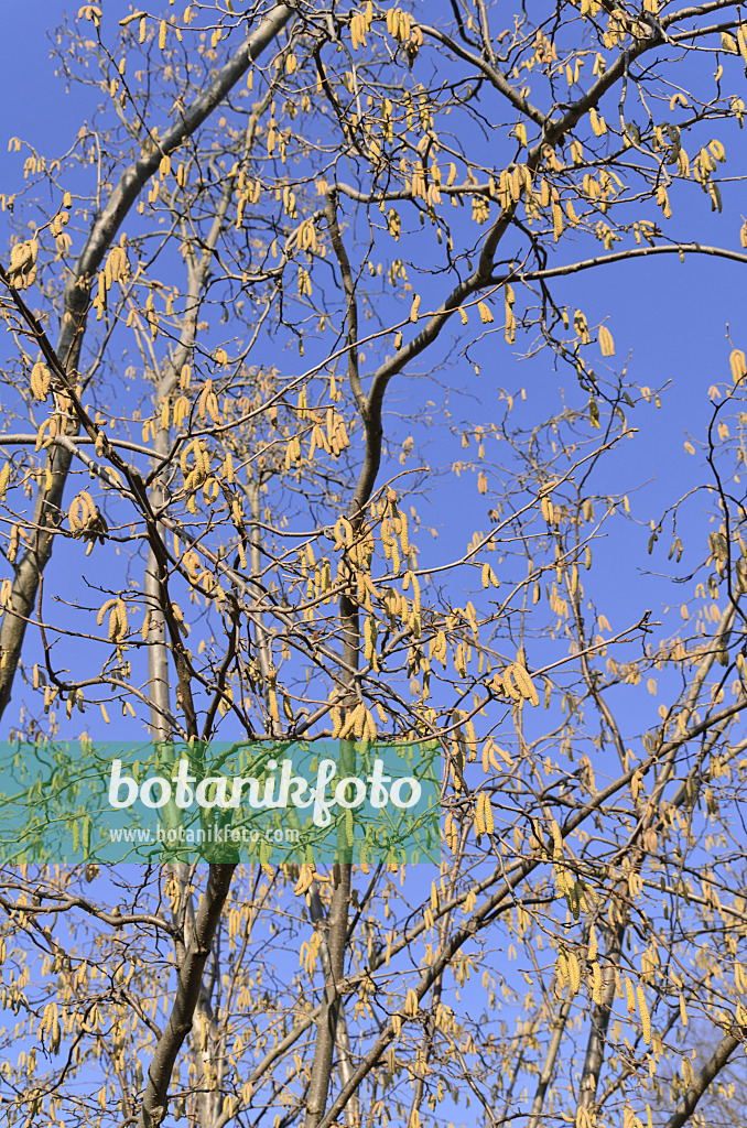 492037 - Noisetier commun (Corylus avellana)