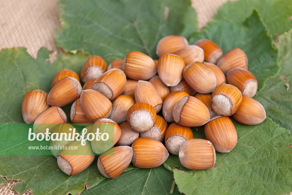 502169 - Noisetier commun (Corylus avellana 'Englische Riesen')
