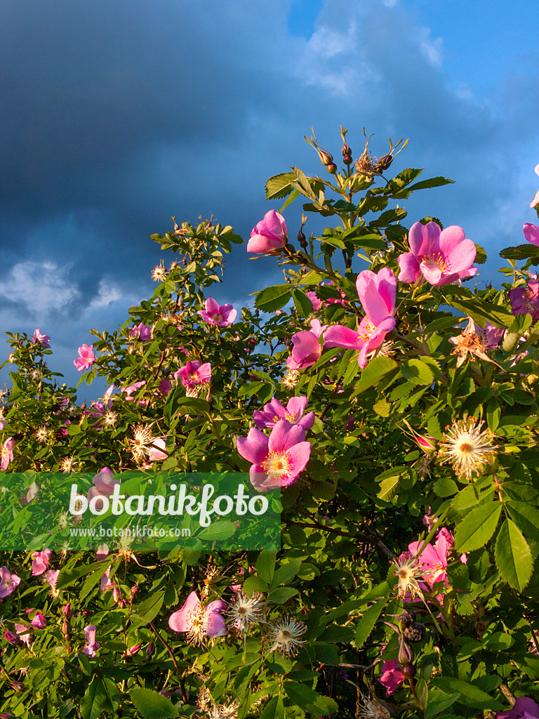 413046 - Nootka rose (Rosa nutkana)