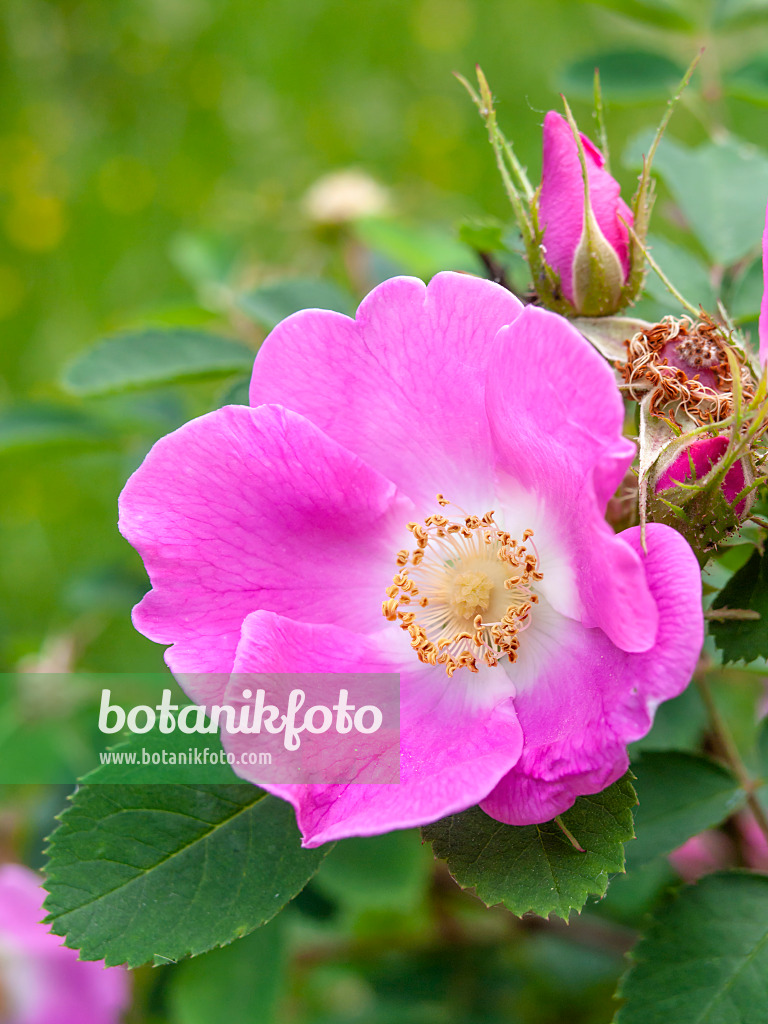 448087 - Nootka rose (Rosa nutkana)