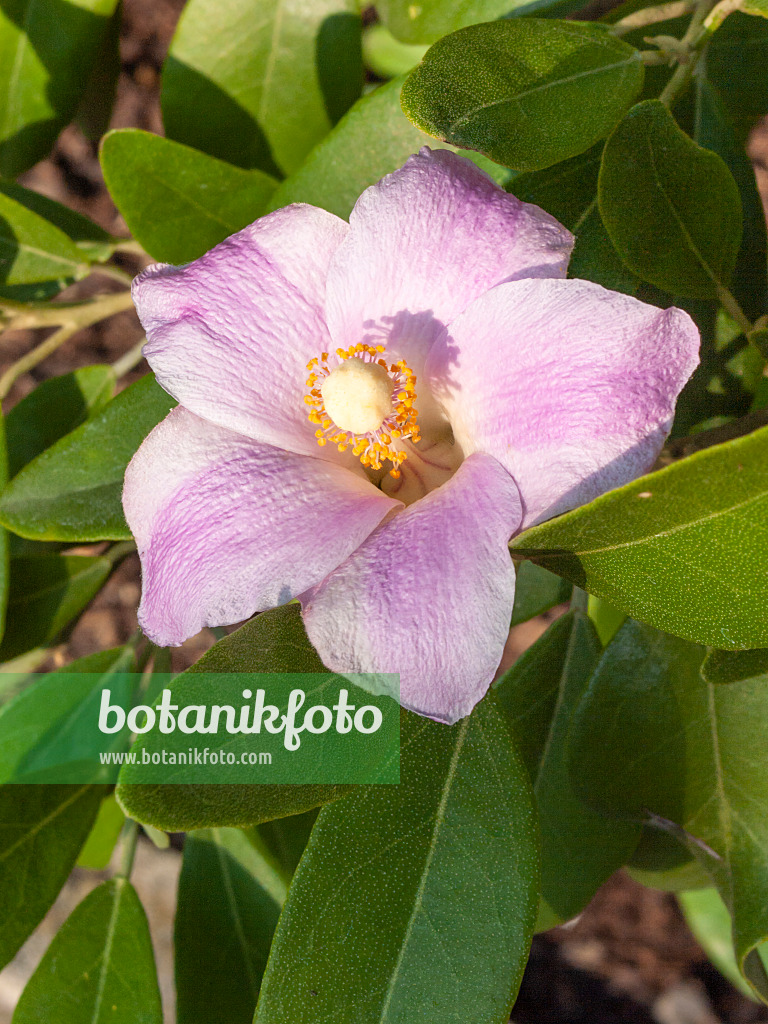 417017 - Norfolk-Hibiskus (Lagunaria patersonii)