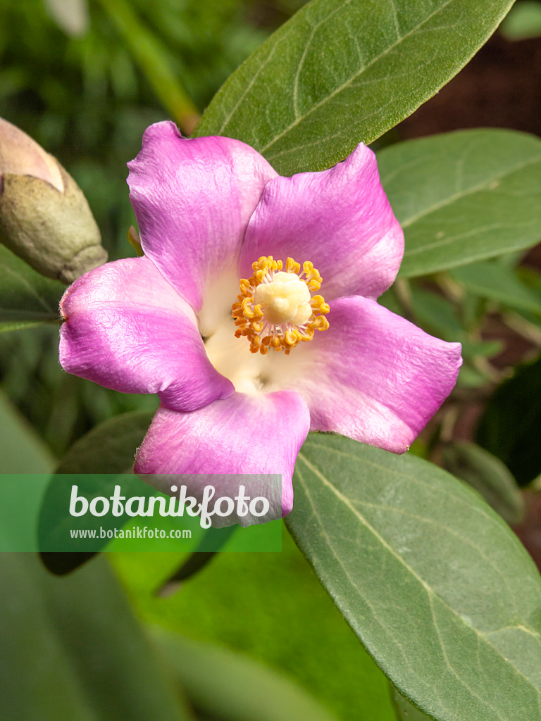 427117 - Norfolk Island hibiscus (Lagunaria patersonii)