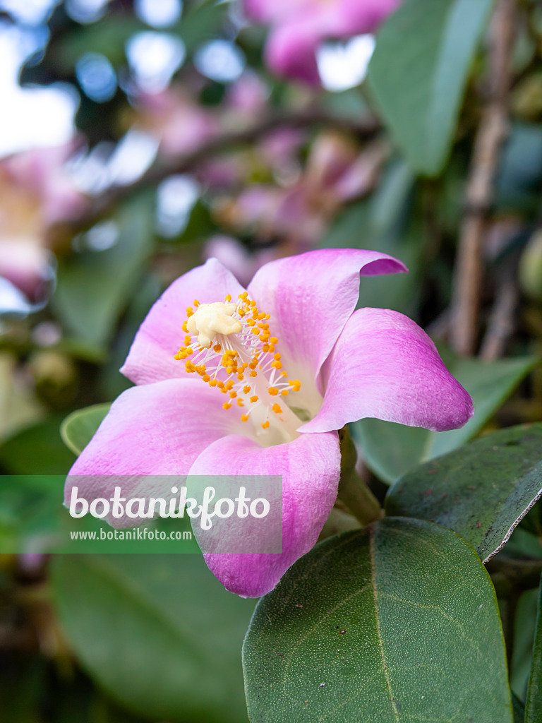 454224 - Norfolk Island hibiscus (Lagunaria patersonii)
