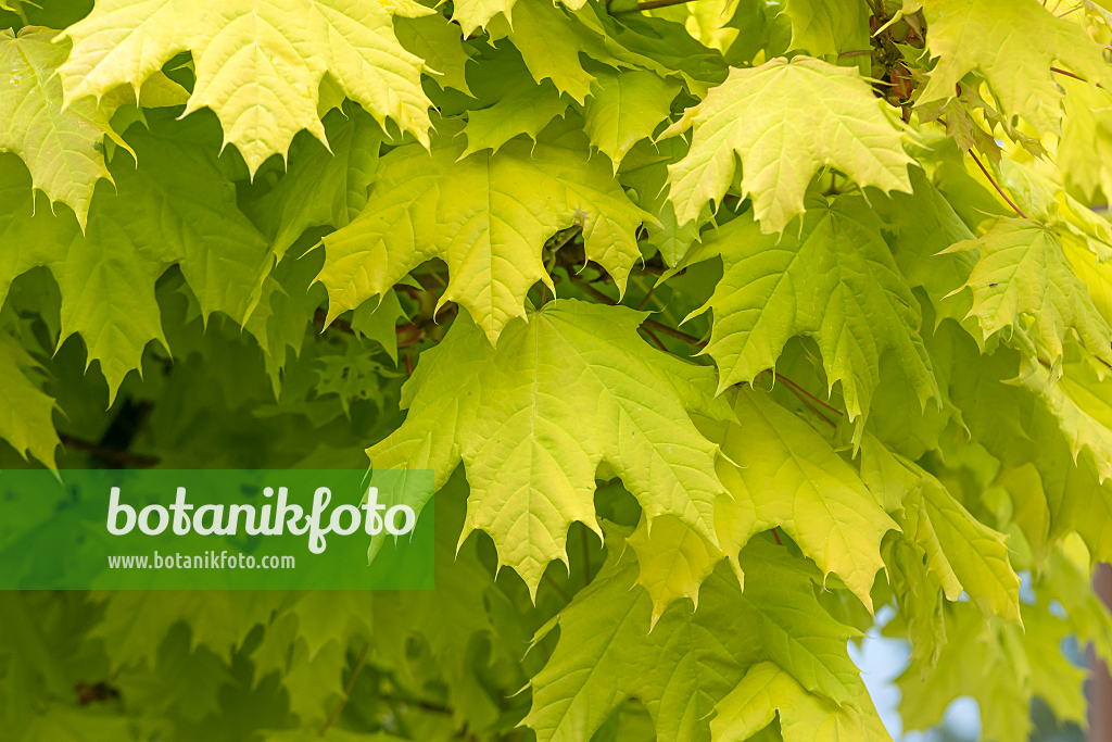 664012 - Norway maple (Acer platanoides 'Golden Globe')