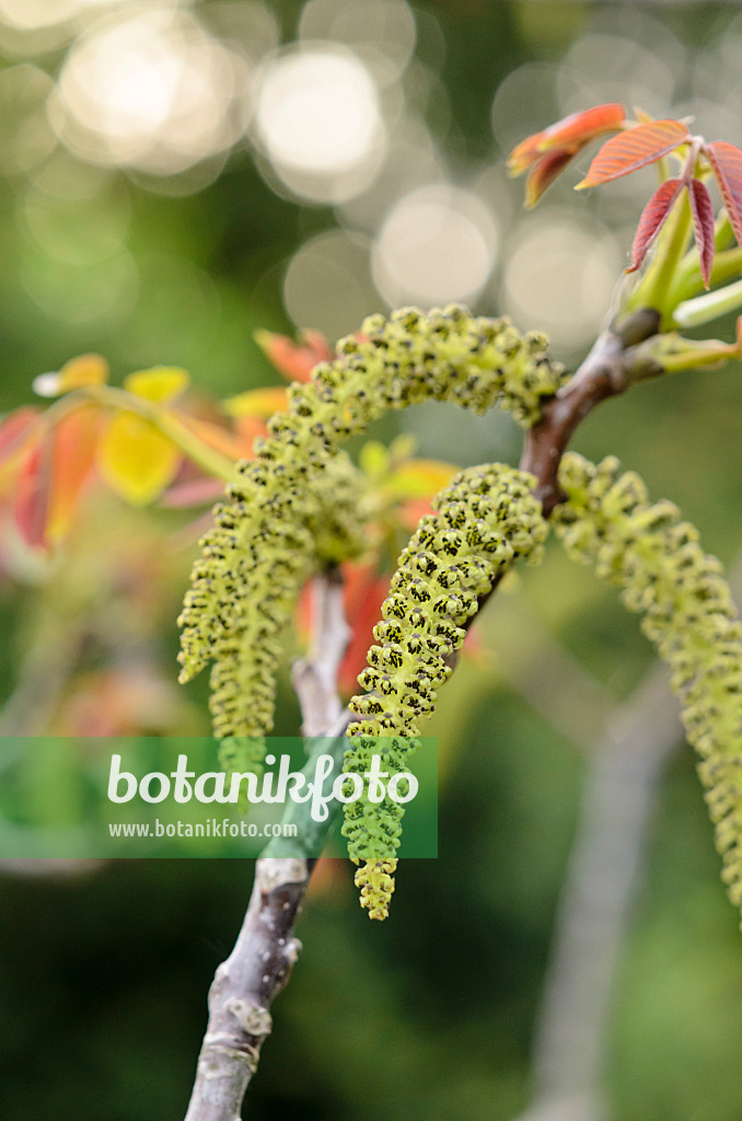 520085 - Noyer commun (Juglans regia)