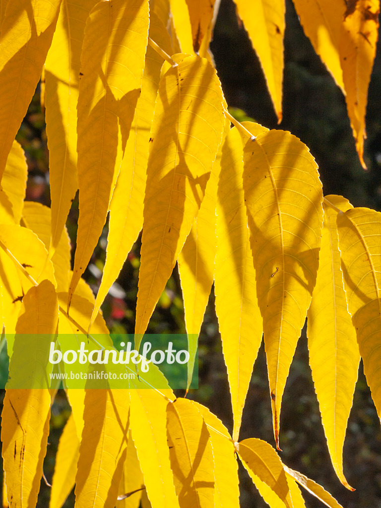406037 - Noyer du Texas (Juglans microcarpa)