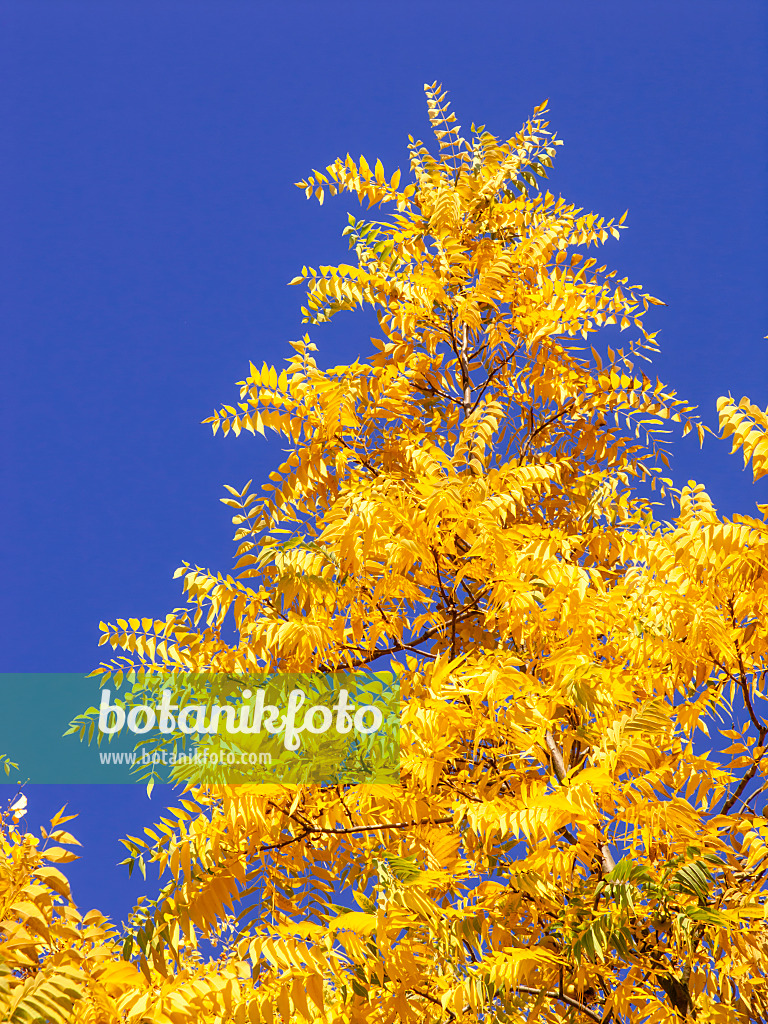 465211 - Noyer du Texas (Juglans microcarpa)